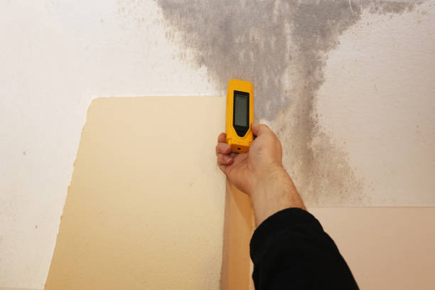 Best Mold Removal for HVAC Installations  in Salina, UT