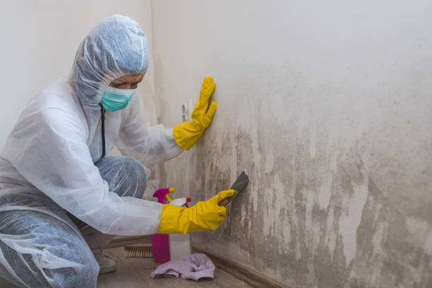 Best Mold Prevention Services  in Salina, UT