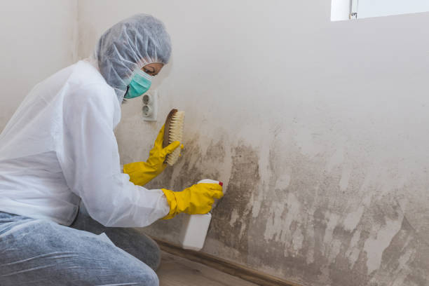 Best Attic Mold Removal  in Salina, UT