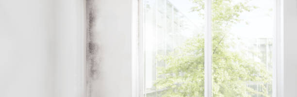 Best Mold Documentation for Insurance Claims  in Salina, UT