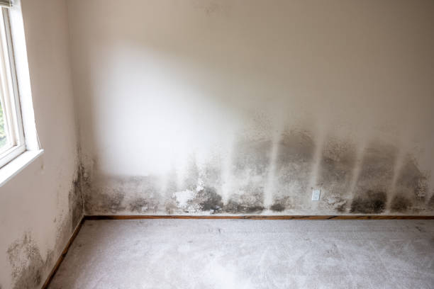 Best Crawl Space Mold Remediation  in Salina, UT